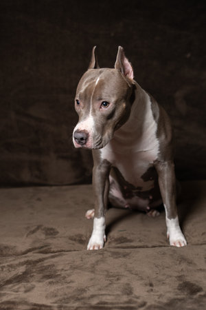 Portrait of a beautiful purebred Terrier in a studio on a dark background.の写真素材