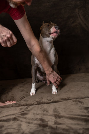 Portrait of a beautiful purebred Staffordshire Terrier in a studio on a dark background.の写真素材