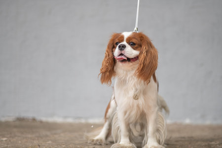 Portrait of a beautiful purebred Cavalier King Charles Spaniel.の写真素材