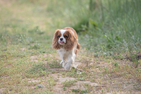 Beautiful purebred Cavalier King Charles Spaniel outdoors.の写真素材