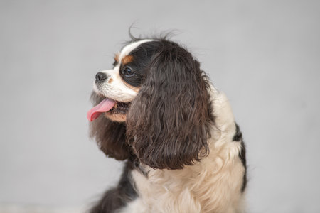 Portrait of a beautiful purebred Cavalier King Charles Spaniel.の写真素材