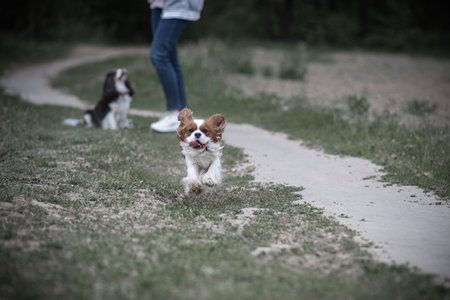 Beautiful purebred Cavalier King Charles Spaniel outdoors.