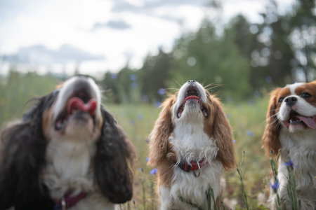 Beautiful purebred Cavalier King Charles Spaniel outdoors.