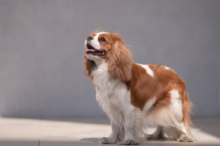 Portrait of a beautiful purebred Cavalier King Charles Spaniel outdoors.の写真素材