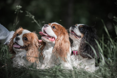 Beautiful purebred Cavalier King Charles Spaniel outdoors.の写真素材