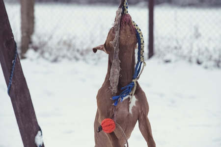 A beautiful dog runs across a snowy area.の写真素材