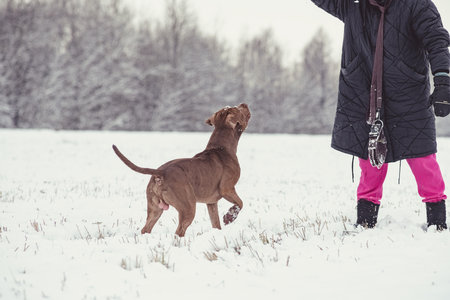 A beautiful purebred dog runs across a snowy area.の写真素材