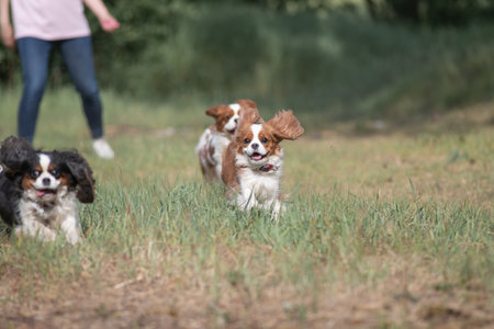 Beautiful purebred Cavalier King Charles Spaniel outdoors.の写真素材