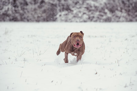 A purebred dog runs across a snowy area.