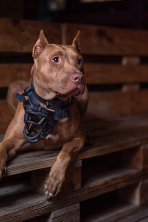 Portrait of a dog in a muzzle.の写真素材