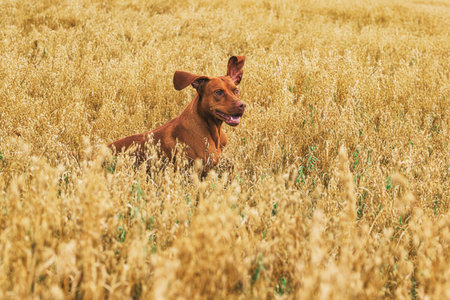Hungarian hound dog in a wheat field. Selective focus.