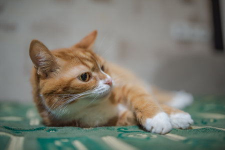 Cute ginger cat lying on the green blanket. Selective focus.の写真素材
