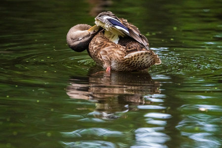 A duck is cleaning feathers in a summer lake, photographed in close-up.の写真素材