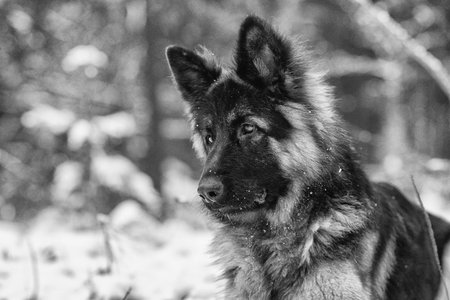 Portrait of a German Long-haired Shepherd dog in the forest in winter. Black and white photo.の写真素材