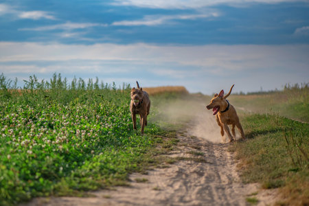Two pibull terriers are playing, running around the field in summer.の写真素材