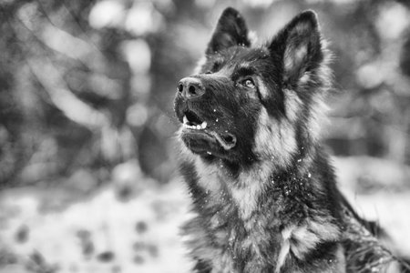 Portrait of a German Long-haired Shepherd dog in the forest in winter. Black and white photo.