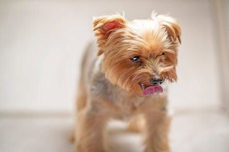 Yorkshire Terrier puppy with tongue sticking out. Close-upの写真素材