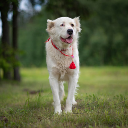 White Swiss Shepherd Dog in the park. Selective focus on the dog