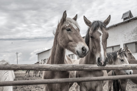 Horses in the paddock at the farm. Black and white photography.