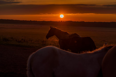 Horses in the field at sunset. Horses in the field at sunsetの写真素材