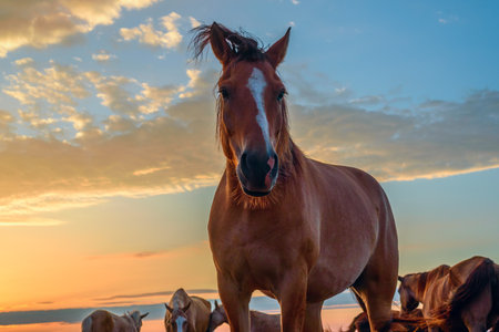 Horse on the background of the sunset sky. Horses in the pasture.