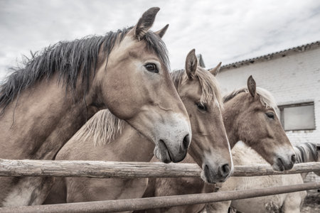 Horses in the paddock at the farm. Black and white photography.