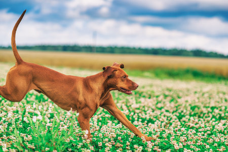 Hungarian Vizsla dog running in a field of clover