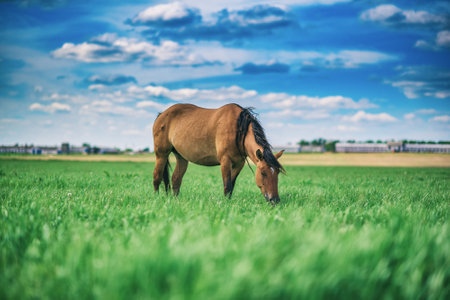 The country horse grazes in the meadow against the background of the sky.の写真素材