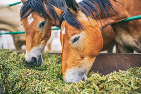 Horses eating grass in the stable. Horses in the farm.