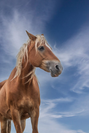 Portrait of a palomino stallion against the blue skyの写真素材
