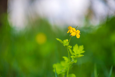 A very colorful dandelion field. Photographed close-up.の写真素材