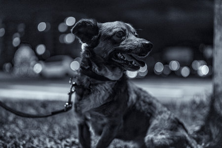Dog in the night city. Photographed on a black and white film with a lot of noise.の写真素材