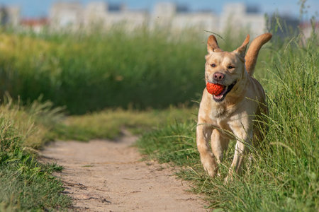 Fawn labrador playing with a ball on a summer field.の写真素材