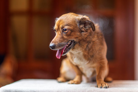Portrait of a red dog in the room against a dark background. Photographed close-up.の写真素材