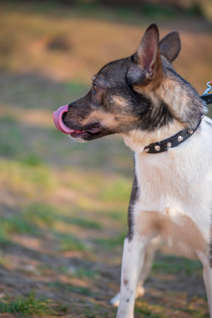 The dog in the collar licks. Photographed close-up.