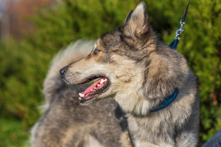 Portrait of a Husky dog breed in the summer park closeup.