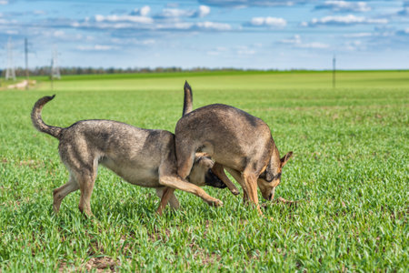 Two dogs fighting on the green field in sunny day. Side view