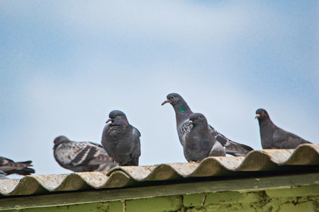 Pigeons are sitting on the roof against the sky.の写真素材