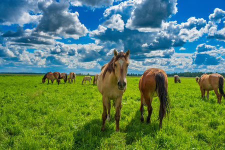 A horse grazes on the field. Photographed against the sky and clouds.