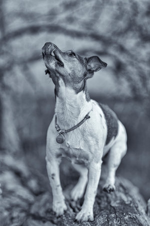 Jack Russell Terrier for a walk in the autumn forest. Black and white photography.