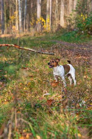 Jack Russell Terrier plays in the autumn forest.の写真素材