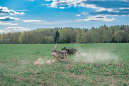 Stray dogs run across the green field.