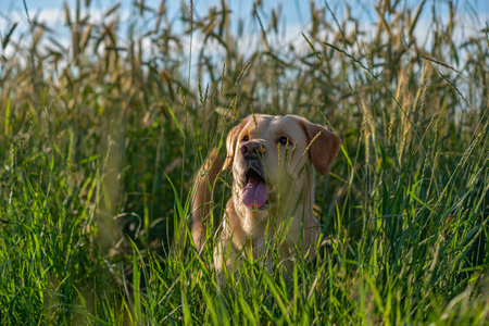 Portrait of a pale-yellow labrador retriever in a field.の写真素材