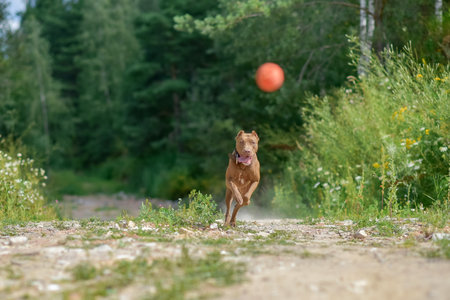 Pit Bull Terrier quickly runs along the dusty road.の写真素材