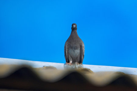 Pigeons are sitting on the roof against the sky.の写真素材