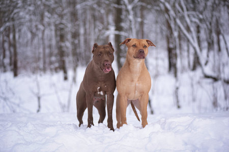 Portrait of a dog in the winter forest.