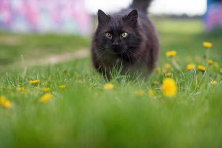 Black cat walks on green grass. Close-up photo.の写真素材