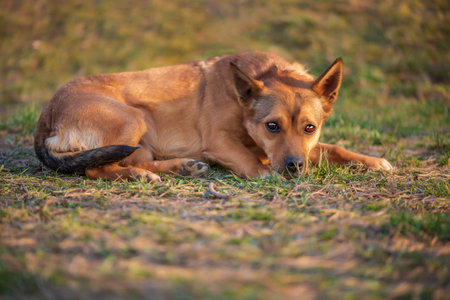 Portrait of a red dog on the grass. Photographed close-up.の写真素材