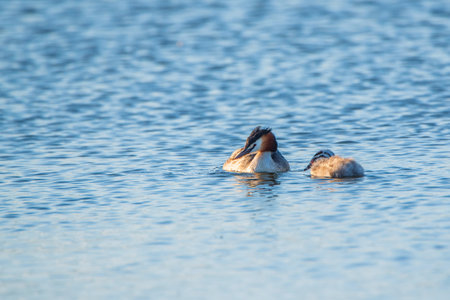 A family of Chomga ducks is swimming in the water. Photographed close-up.