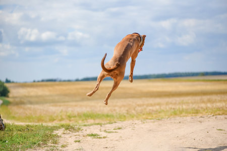 Puppy of Rhodesian Ridgeback jumping in the air.の写真素材